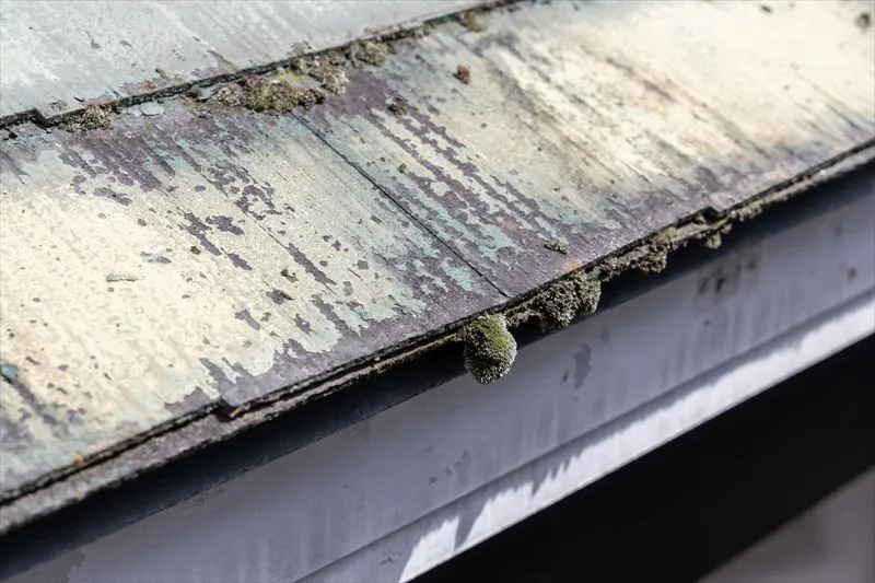 屋根に放置している苔の問題点と対策について